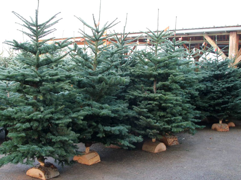 Sapin de noel du Morvan